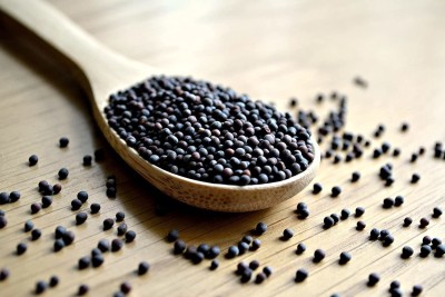 CYBEXIS NBIR-59 - Black Mustard Non GMO - (750 Seeds) Seed(750 per packet)