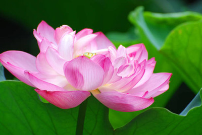 Jui lotus,kamal gatta Seed(11 per packet)