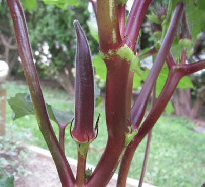 Cloud Farm Okra Seed(20 per packet)