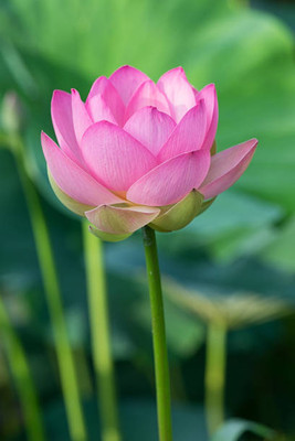 Bcb lotus,kamal gatta Seed(14 per packet)