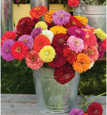 UGRA Benary's Giant Zinnia Mix Seed(10 per packet)