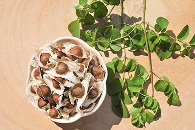 VibeX GBPUT-44 - MORINGA/DRUMSTICK/SAIJAN PKM 1 VARIETY - (1350 Seeds) Seed(1350 per packet)