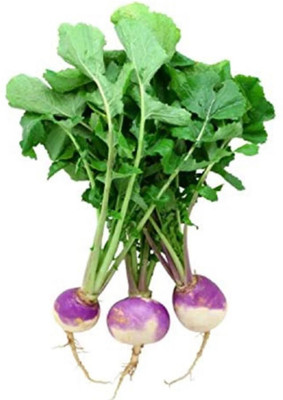 YEH White Purple Ball Turnip/Shalgam Seed(120 per packet)