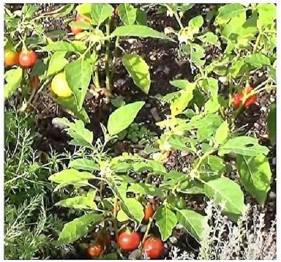 KNESSiN F1 Hybrid Brinjal Eggplant Rosso Di Napoli Vegetables ( Seeds) Seed(2000 per packet)