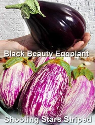 Qualtivate LXI-619 Brinjal Mix Seeds 2 Varieties Seed(200 per packet)