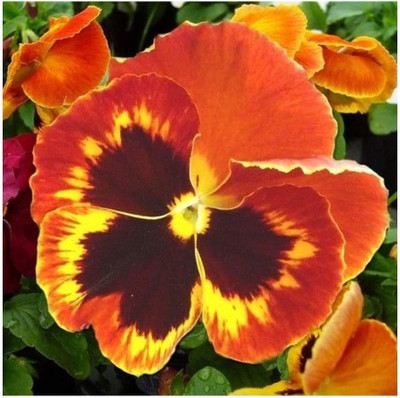 CYBEXIS Pansy - Swiss Giant - Flame Seed(1 g)