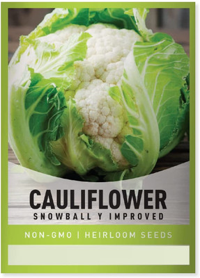 CYBEXIS LXI-5 - Cauliflower Variety Early - (1350 Seeds) Seed(1350 per packet)
