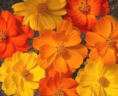 CYBEXIS Cosmos Royal Sensation Mixed Seeds Seed(50 per packet)
