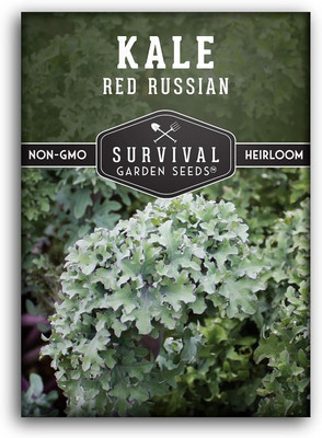 WILLVINE PAU -VII Red Russian Kale Seed [10g] Seed(3000 per packet)