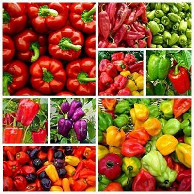 CYBEXIS Mixed Hottest Bell Pepper Vegetable Seeds2400 Seeds Seed(2400 per packet)
