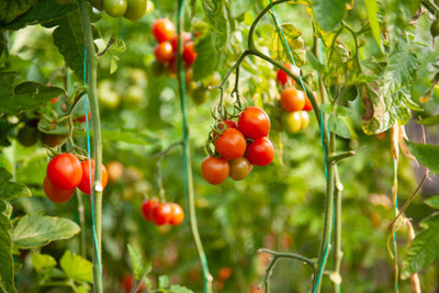 KANAYA tomato Seed(25 per packet)