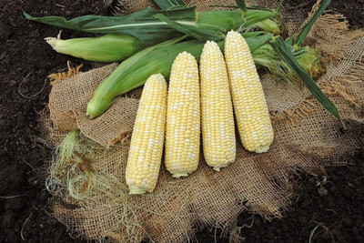 Biosnyg Awesome XR Bi-Color Sweet Corn Seeds-100 Seeds/10gm Seed(100 per packet)