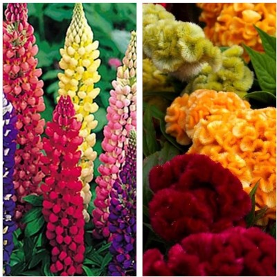 Aywal Lupine Mix & Cockscomb Flower Seed(25 per packet)