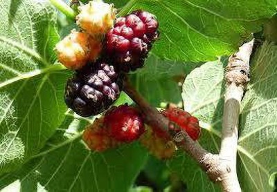 Oliver mulberry(shahatoot) fruit seeds Seed(155 per packet)