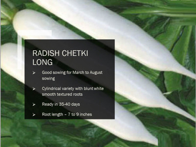 CYBEXIS RADISH CHETKI LONG SEEDS(1000 Seeds) Seed(1000 per packet)