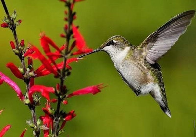 CYBEXIS NBIR-76 - PINEAPPLE SAGE Red Salvia Elegans - (1350 Seeds) Seed(1350 per packet)