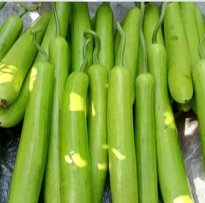 Quentova Long Bottle Gourd Seeds-AHS Seed(50 per packet)