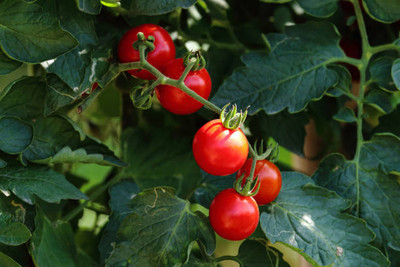 ITTUMM tomato Seed(145 per packet)