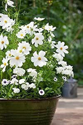 Aro Cormos Seed(55 per packet)