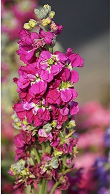 Aywal Deep Rose Ten Week Dwarf Stocks (Matthiola Icana) Seed(50 per packet)