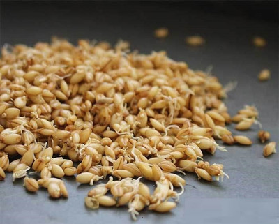 CYBEXIS HULLESS BARLEY700 Seeds Seed(700 per packet)