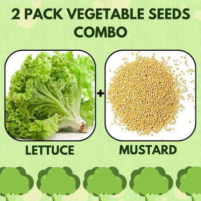 Infiniteseeds 2 Pack Combo Of Lettuce And Mustard Vegetable Seeds Seed(50 per packet)