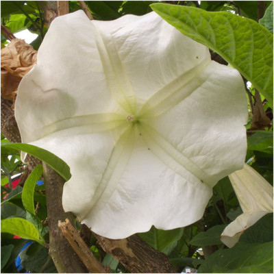 CYBEXIS GUA-66 - White Moonflower (Ipomoea alba) - (100 Seeds) Seed(100 per packet)