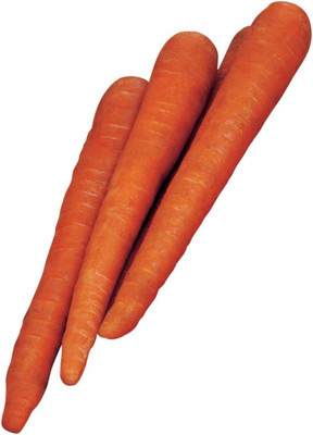 CYBEXIS VVI-55 - Danvers Half Long Carrot - (750 Seeds) Seed(750 per packet)