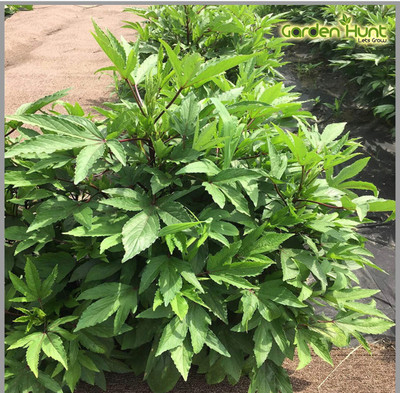 ROSEMERC Red roselleseeds/Gongura seeds ( 250 seeds ) Seed(250 per packet)