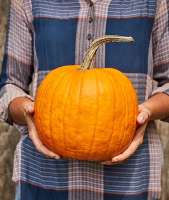 KNESSiN Early-Maturing Connecticut Pumpkin Vegetable Seeds For Planting (60 Seeds) Seed(60 per packet)