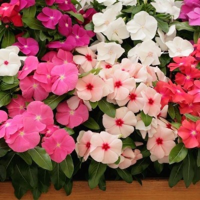 Biosnyg Madagascar Periwinkle [50 Seeds] Seed(50 per packet)