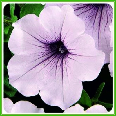 CYBEXIS Petunia F1 Tidal Wave 'Silver' Seed Seed(50 per packet)