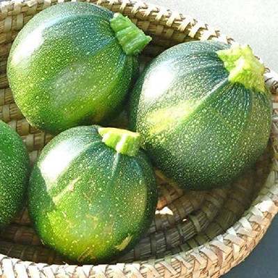 VibeX ® LXI-318 Zucchini Round Green Seed(100 per packet)
