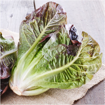 VibeX VVI-4 - Heat Tolerant Hybrid Lettuce - (150 Seeds) Seed(150 per packet)