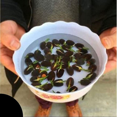 VibeX TLX-7 - Water Lily Lotus - (90 Seeds) Seed(90 per packet)