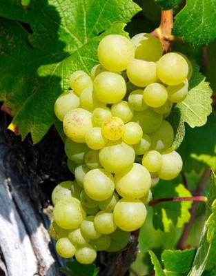 Oliver grape fruit seed Seed(41 per packet)