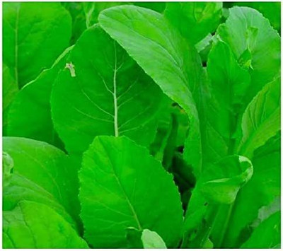 CYBEXIS NBIR-8 - Tendergreen Mustard Spinach - (250 Seeds) Seed(250 per packet)