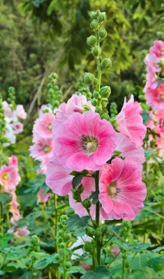 ARTA Hollyhock Tall Flower Seeds For Garden Seed(77 per packet)