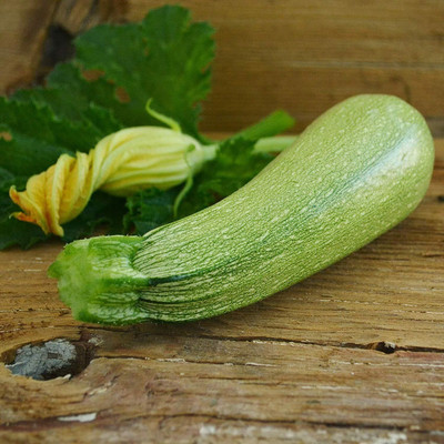 Qualtivate PUA-2A Grey Zucchini Squash Seeds Seed(30 per packet)