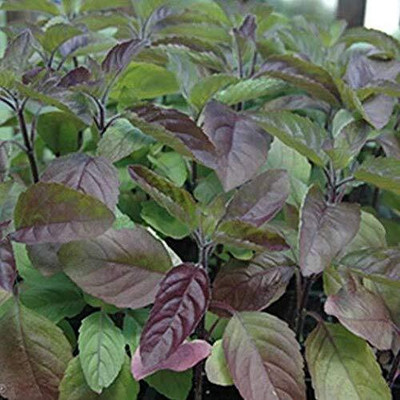 CRGO BASIL , TULSI Seed(60 per packet)