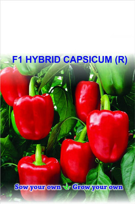 Qualtivate ICRA-1A Capsicum/bellpepper Red Wonder Seed(100 per packet)