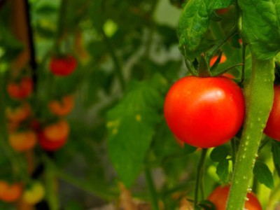 UGRA tomato Seed(30 per packet)