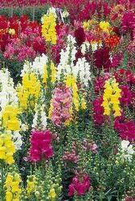 Aywal Antirrhinum - Dog Flower Mixed Seed(80 per packet)