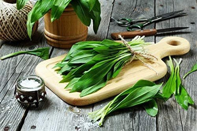 Biosnyg Hybrid Ramsons Bear Leek Seeds for Terrace Gardening-(750 Seeds) Seed(750 per packet)