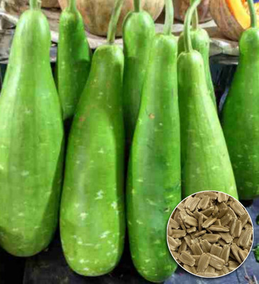 Greenfall High-Quality Round Kaddu Seeds - (15 Per Pack) Optimal Garden Performance Seed(15 per packet)
