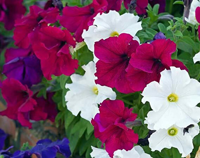 Aywal Petunia Multiflora Star Seed(100 per packet)