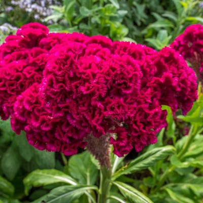 SUNSAY Cockscomb Seeds (Celosia argentea var Seed(80 per packet)