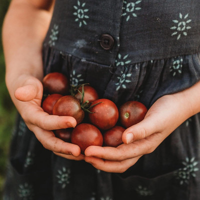 Biosnyg Disease-Resistant Black Cherry Tomato Summer Seeds For Planting - (2000 Seeds) Seed(2000 per packet)