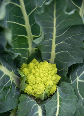 Rudra white cauliflower,gobhee seeds Seed(25 per packet)