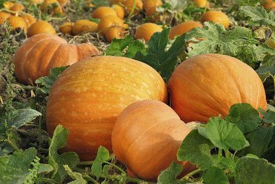 CRGO DIOART-AQW-™Hybrid Pumpkin Vegetable Seeds-100 SEEDS-PS999 Seed(100 per packet)